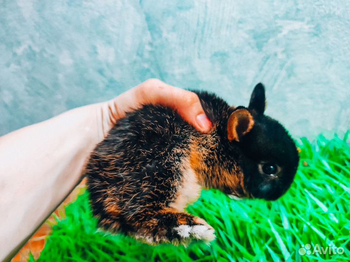 Мини карликовый кролик