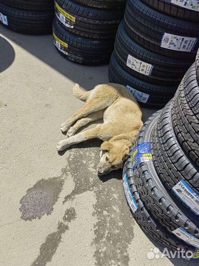 Отдам бесплатно собаку