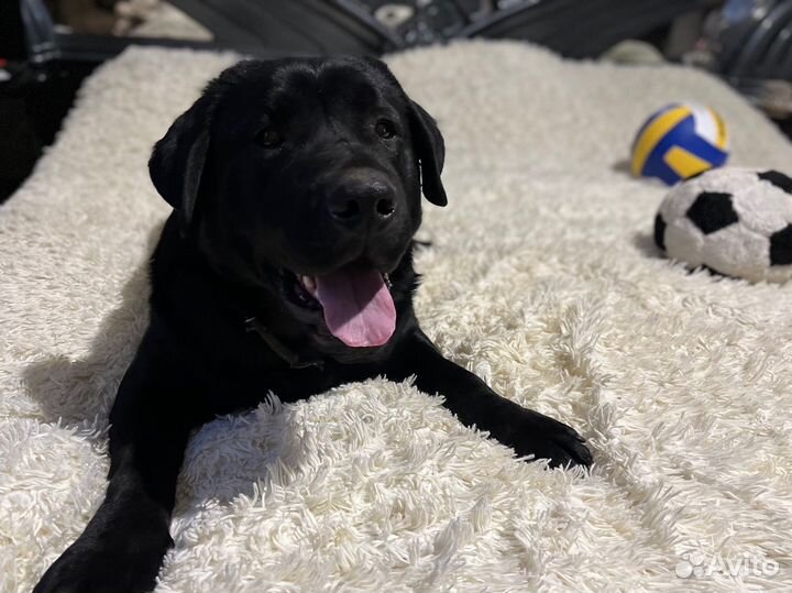 Лабрадор вязка
