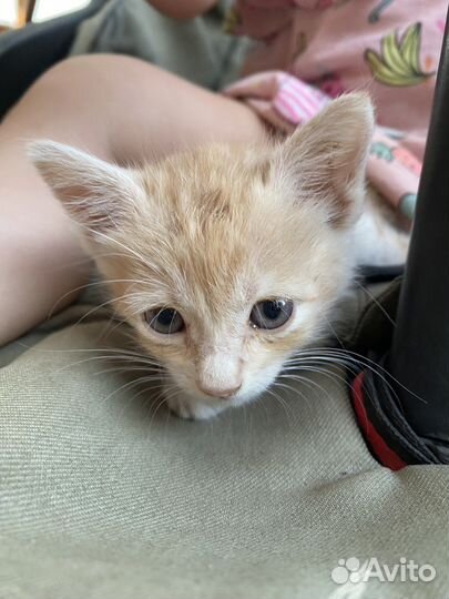 Котенок в дар