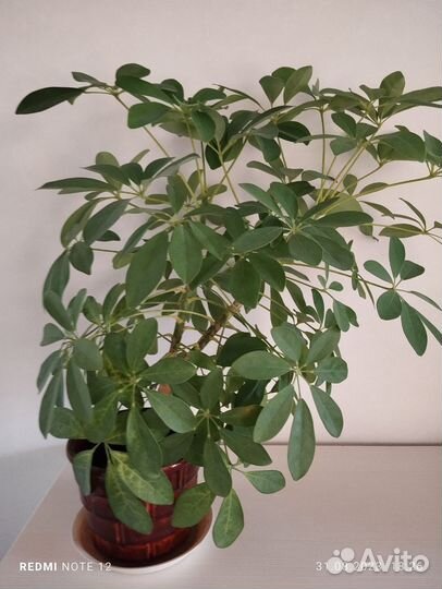 Комнатные цветы шефлера