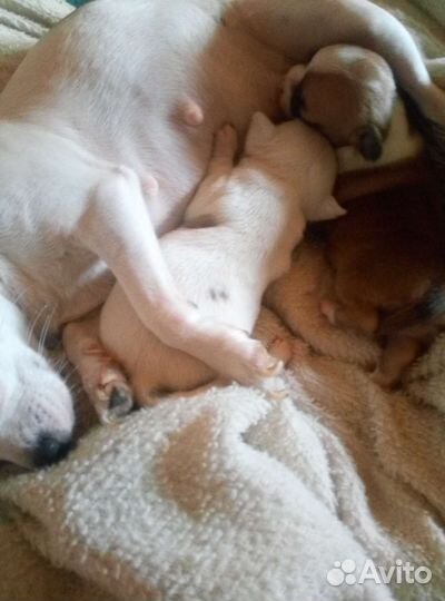 Супер мини чихуахуа