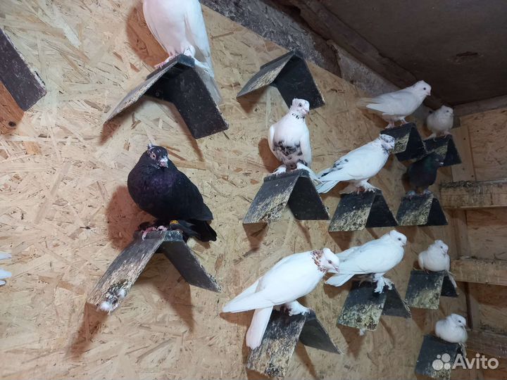 Голуби Андижанские