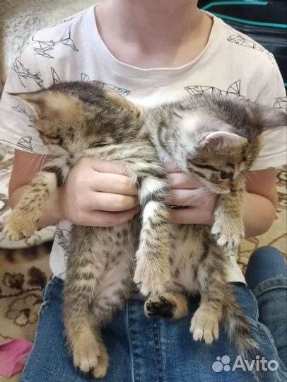 Бенгальская кошка