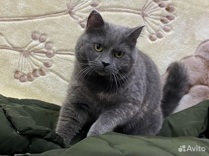 Кошечка бесплатно