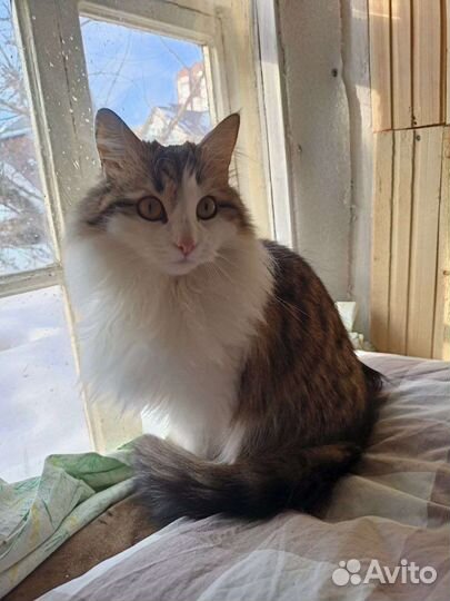 Кошечка в добрые руки