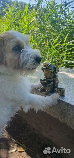 Щенки джек рассел терьер жесткошерстных