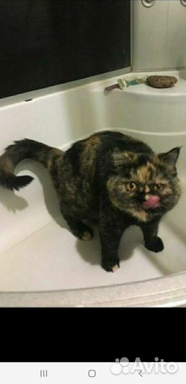 Кошки и коты