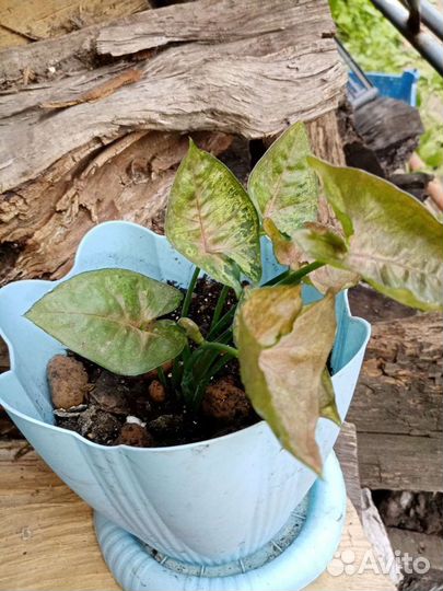 Хатиора, хойя, сингониум пинк