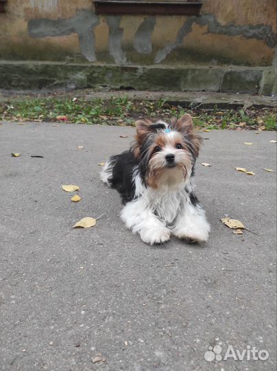 Бивер девочки РКФ