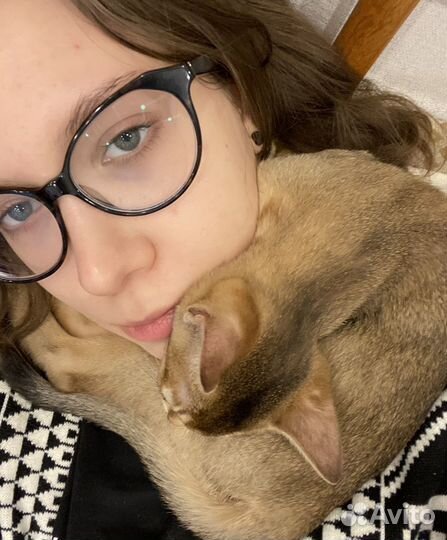 Котоняня. Кэтситтер