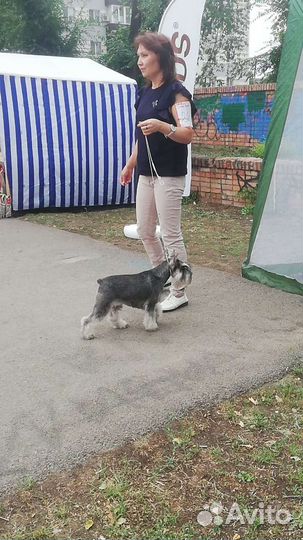 Цвергшнауцер