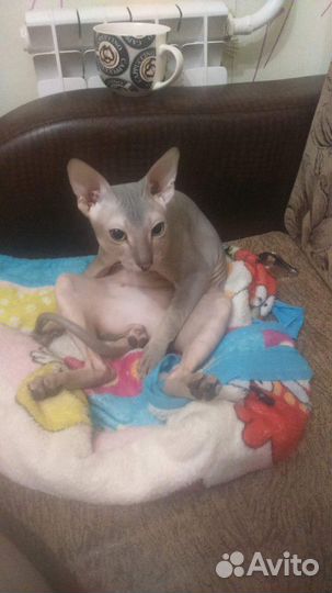 Сфинкс вязка