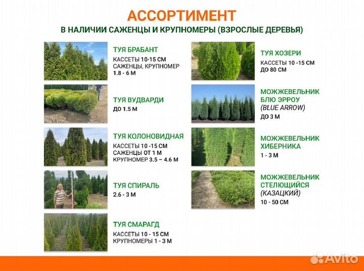 Липа, рябина, клен из питомника