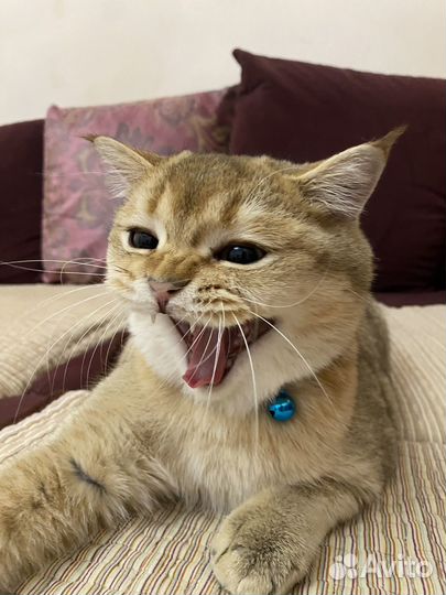 Золотая шиншилла вязка