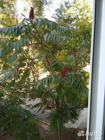 Саженцы Сумах уксусный красный