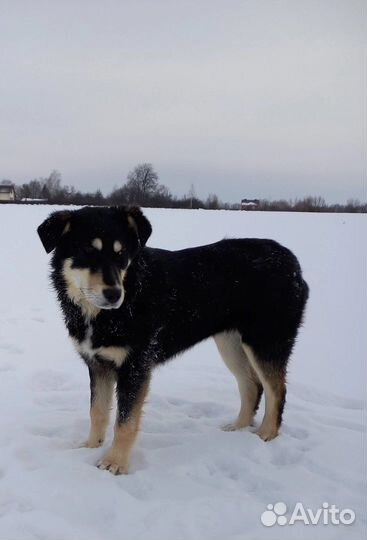 Собака в добрые и заботливые руки