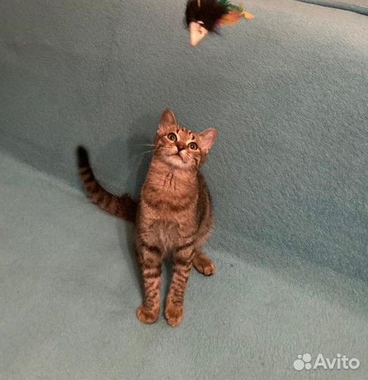 Котенок в добрые руки