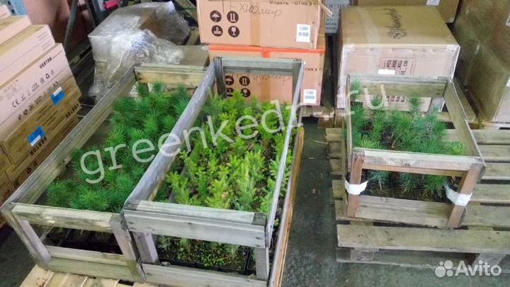 Саженцы Кедр Сибирский 20см зкс