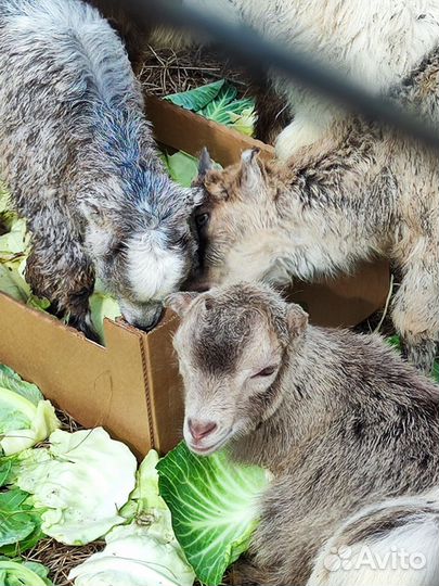 Козлята Ламанча