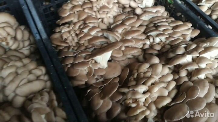 Зерновой мицелий вешенки М5