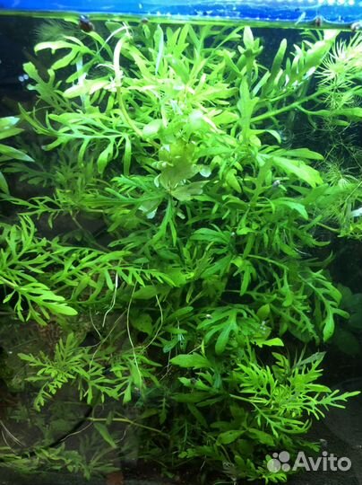 Аквариумное растение гигрофила