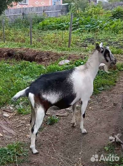 Коза и козел