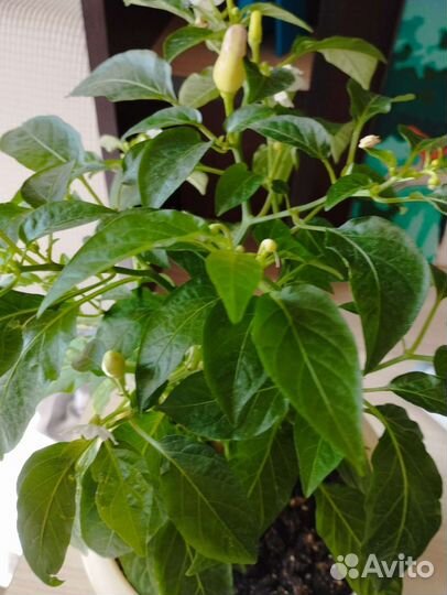 Комнатный перчик