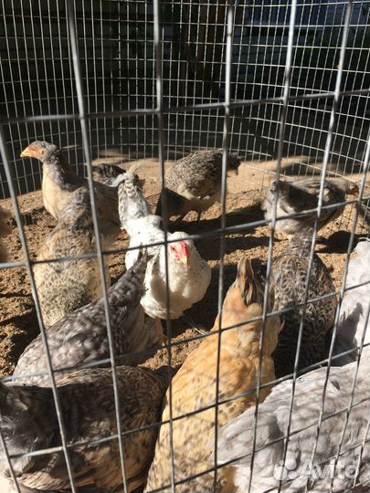 Домашние курочки и петушки (2,5 мес.)