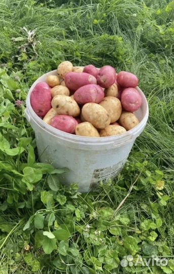 Продам картофель