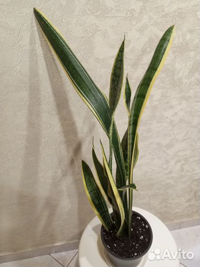 Сансевиерия