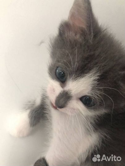 Котята в хорошие руки