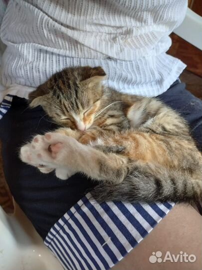 Отдам трехцветную кошечку (4,0 месяца)