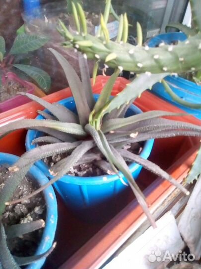 Хавортия жемчужная