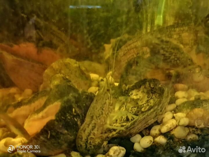 Гуппи, мраморные раки, растения