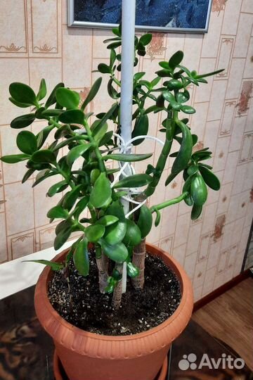 Толстянка - денежное дерево