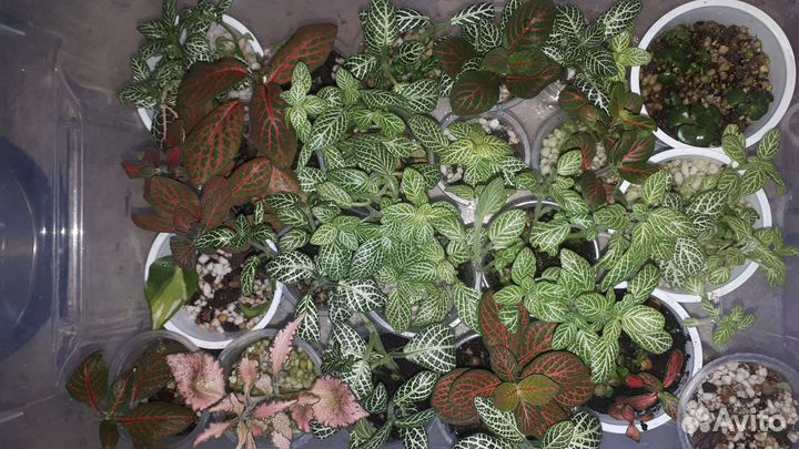 Пальма хамедорея,Фитонии