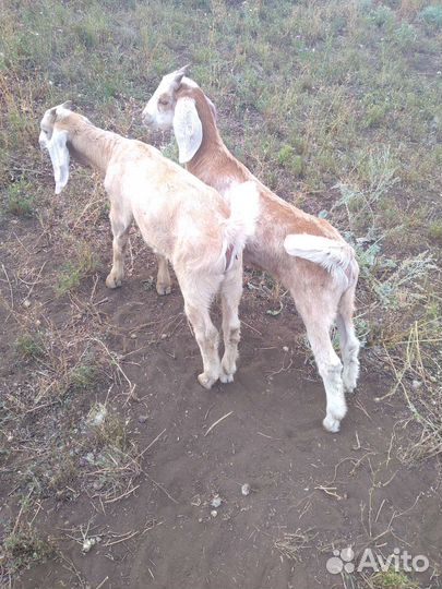 Русская борзая