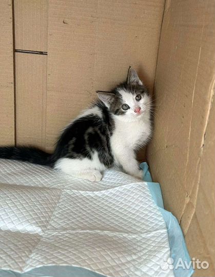 Котенок в дар бесплатно