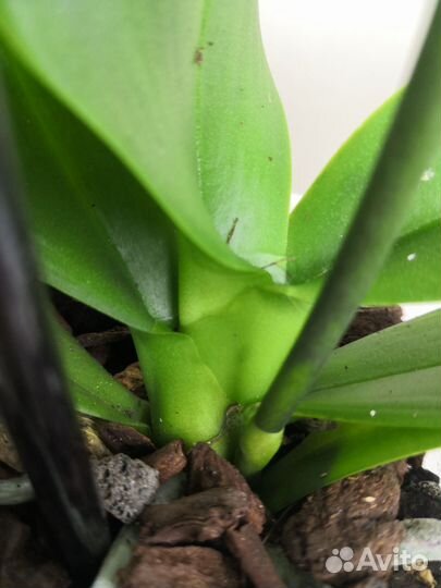 Орхидея фаленопсис Новиночка