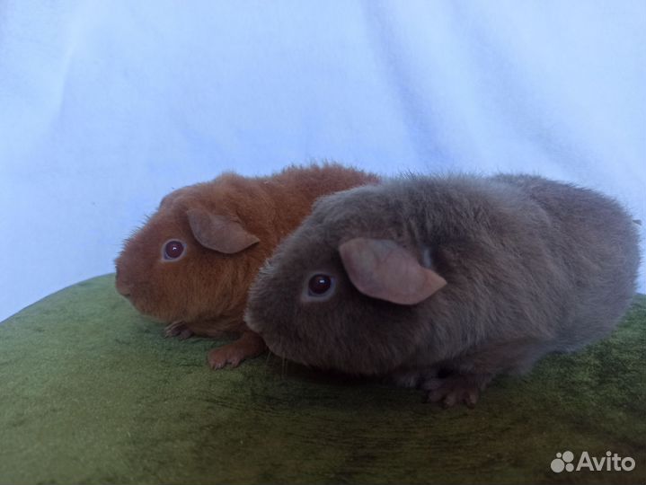 Морские свинки