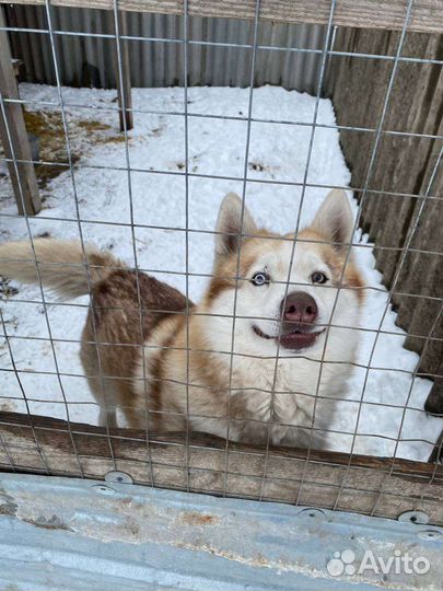 Собака. Мальчик