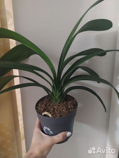 Кливия цветущая