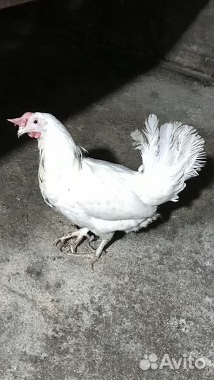 Куры несушки