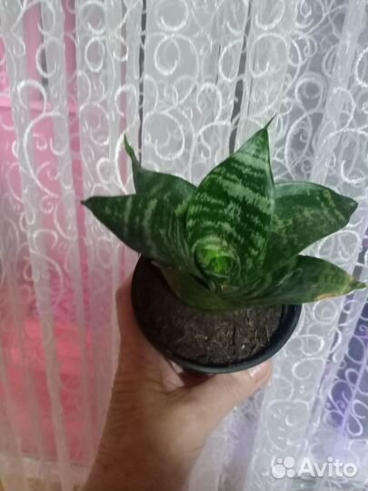 Сансевиерия