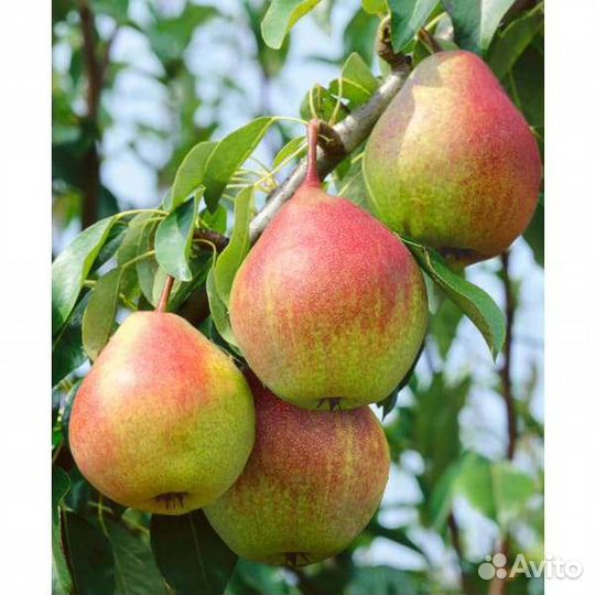 Саженцы плодово-ягодных И декоративных культур