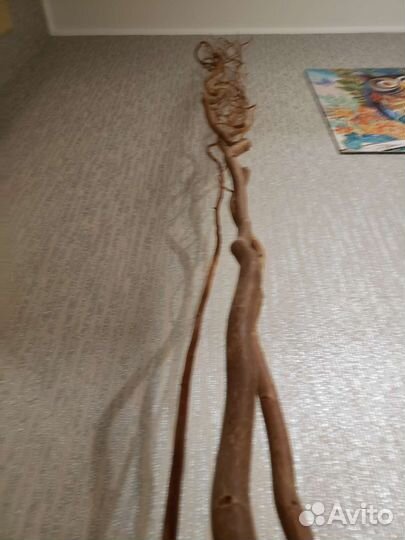 Корилус ветки