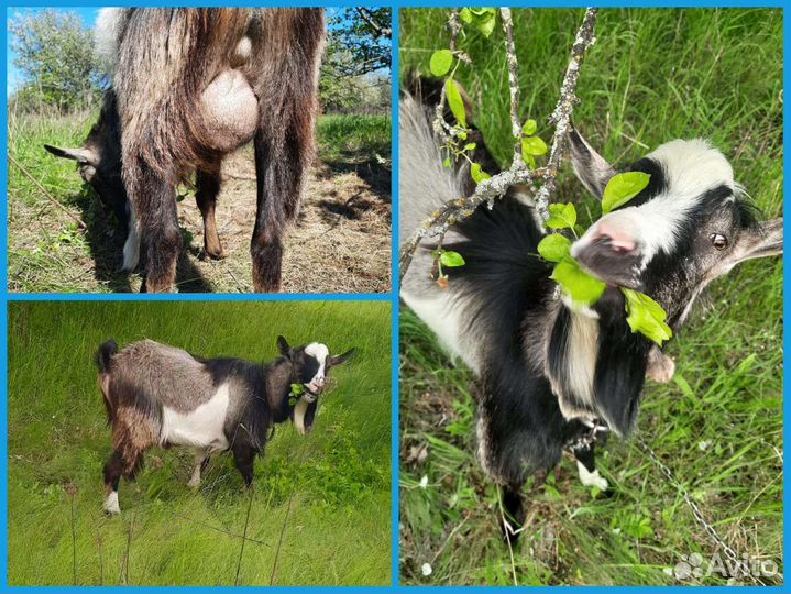 Зааненская коза/камерунец
