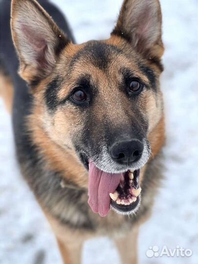 Шанс для Мухтара