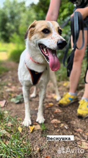 Вот такая красотка ищет дом и верного друга